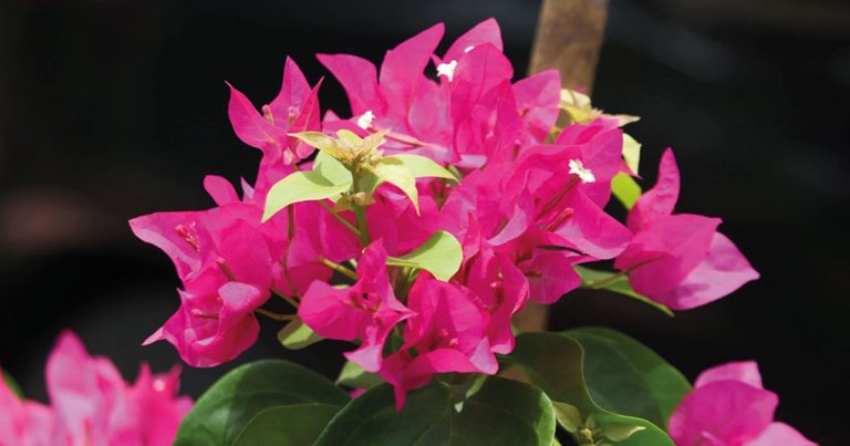 সম্পর্ক । ফাহমিদা খানম