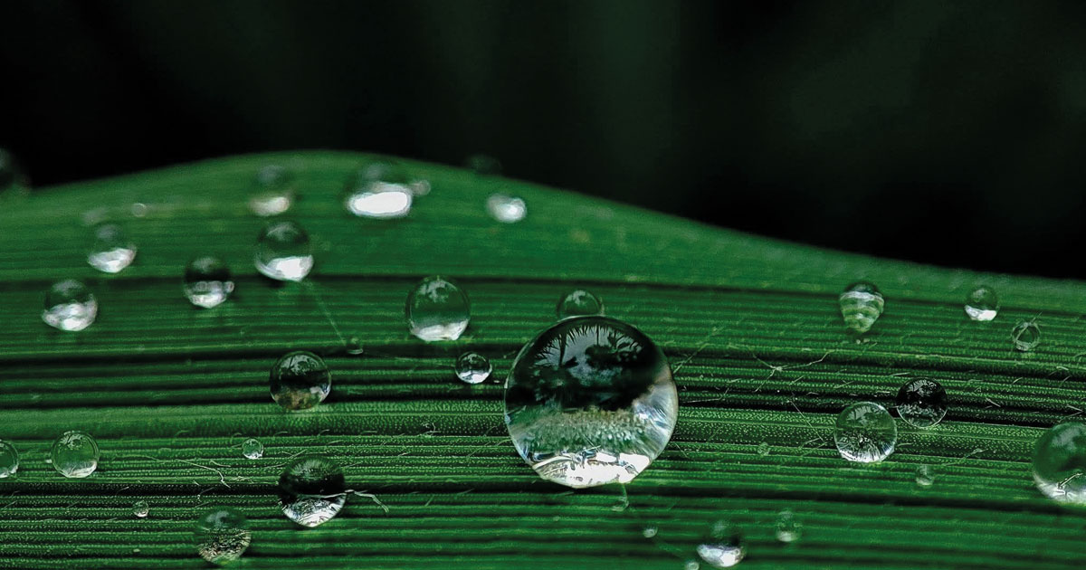 শিশিরের ঘ্রাণ